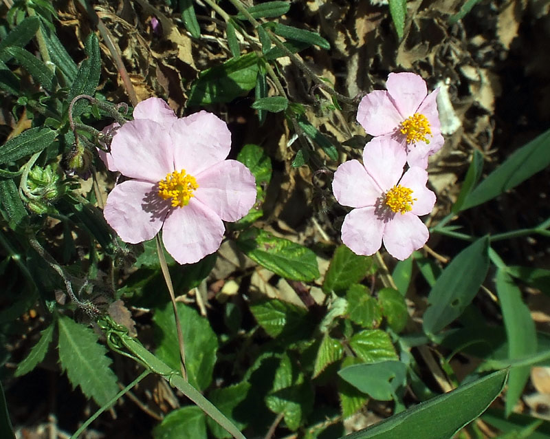 Helianthemum sp.?